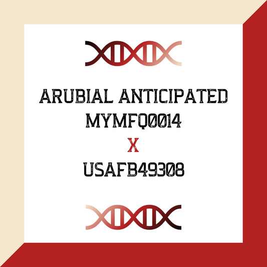 Arubial anticipated MYMFQ0014 X USAFB49308 (Grade 1 IVF)