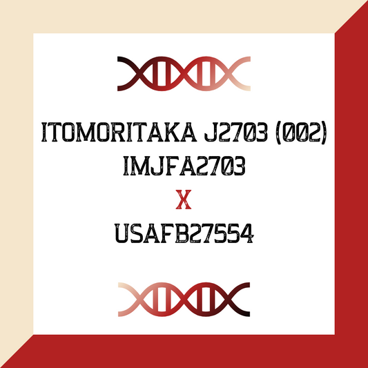 ITOMORITAKA J2703 (002) IMJFA2703  X USAFB27554 (Grade 1 IVF)