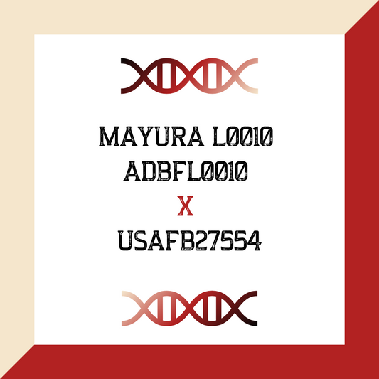 Mayura L0010 ADBFL0010 X USAFB27554 (Grade 1 IVF)