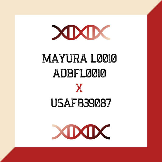Mayura L0010 ADBFL0010 X USAFB39087 (Grade 1 IVF)
