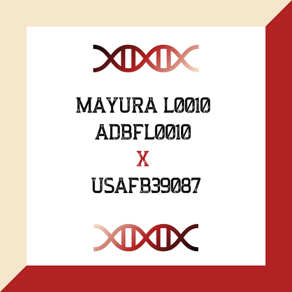 Mayura L0010 ADBFL0010 X USAFB39087 (Grade 1 IVF)