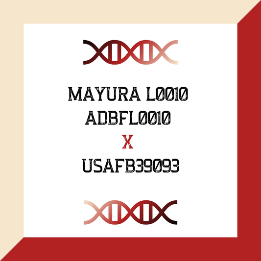 Mayura L0010 ADBFL0010 X USAFB39093 (Grade 1 IVF)