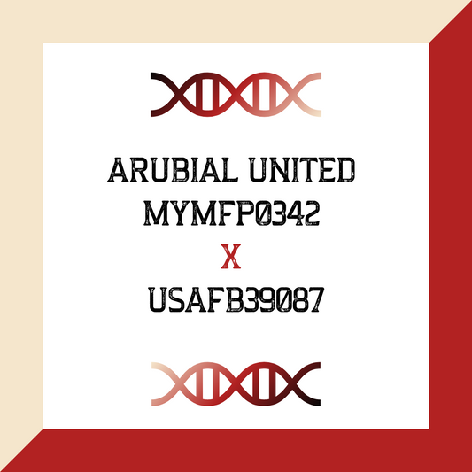 ARUBIAL UNITED MYMFP0342 X USAFB39087 (Grade 1 IVF)