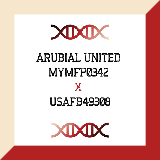 ARUBIAL UNITED MYMFP0342 X USAFB49308 (Grade 1 IVF)