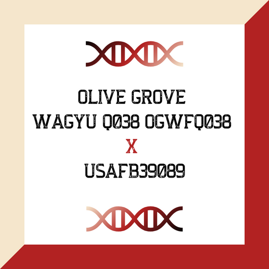 OLIVE GROVE WAGYU Q038 OGWFQ038 X USAFB39089 (Grade 1 IVF)