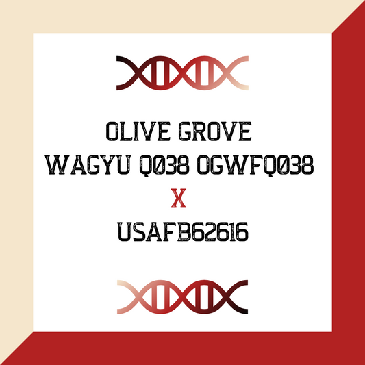 OLIVE GROVE WAGYU Q038 OGWFQ038 X USAFB62616 (Grade 1 IVF)