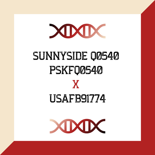 Sunnyside Q0540 PSKFQ0540 X USAFB91774 (Grade 1 IVF)