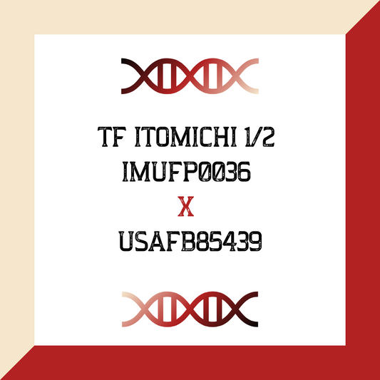 TF ITOMICHI 1/2 IMUFP0036 X USAFB85439 (Grade 1 IVF)