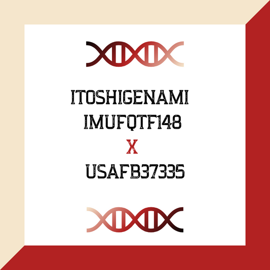 ITOSHIGENAMI  IMUFQTF148 X USAFB37335 (Grade 1 IVF)