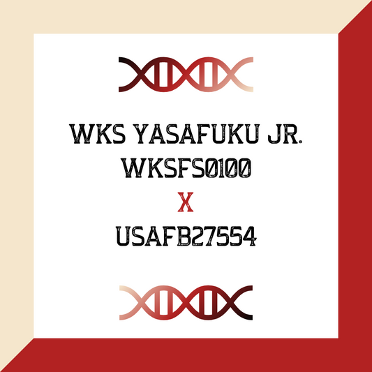 WKS Yasafuku Jr. WKSFS0100 X USAFB27554