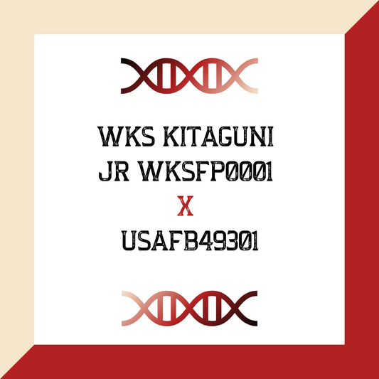 WKS Kitaguni jr WKSFP0001 X USAFB49301 (Grade 1 IVF)