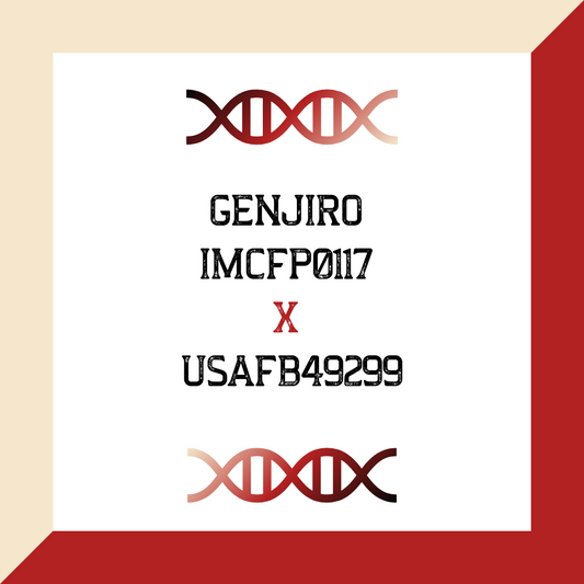 Genjiro IMCFP0117 X USAFB49299 (Grade 1 IVF)