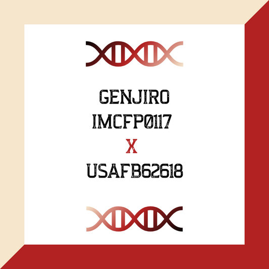 Genjiro IMCFP0117 X USAFB62618 (Grade 1 IVF)