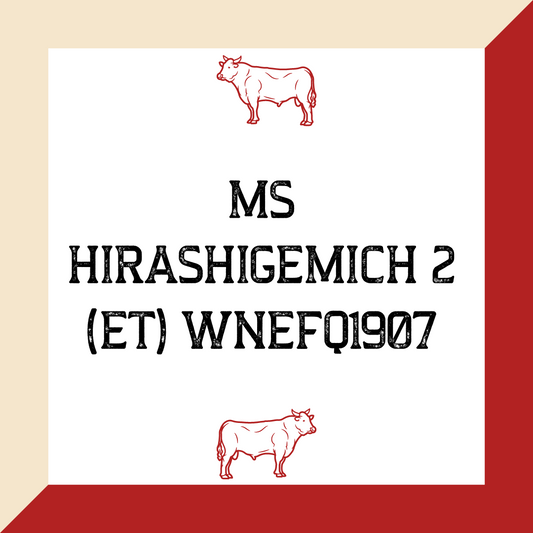 MS HIRASHIGEMICH 2 (ET) WNEFQ1907