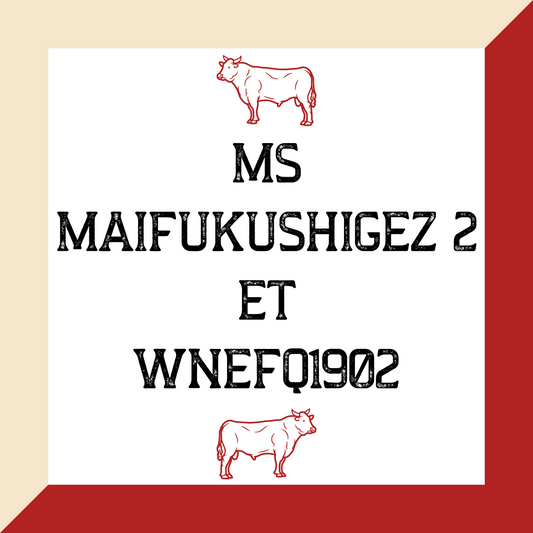 MS MAIFUKUSHIGEZ 2 ET WNEFQ1902