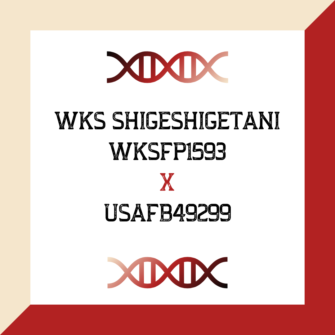 WKS Shigeshigetani WKSFP1593 X USAFB49299