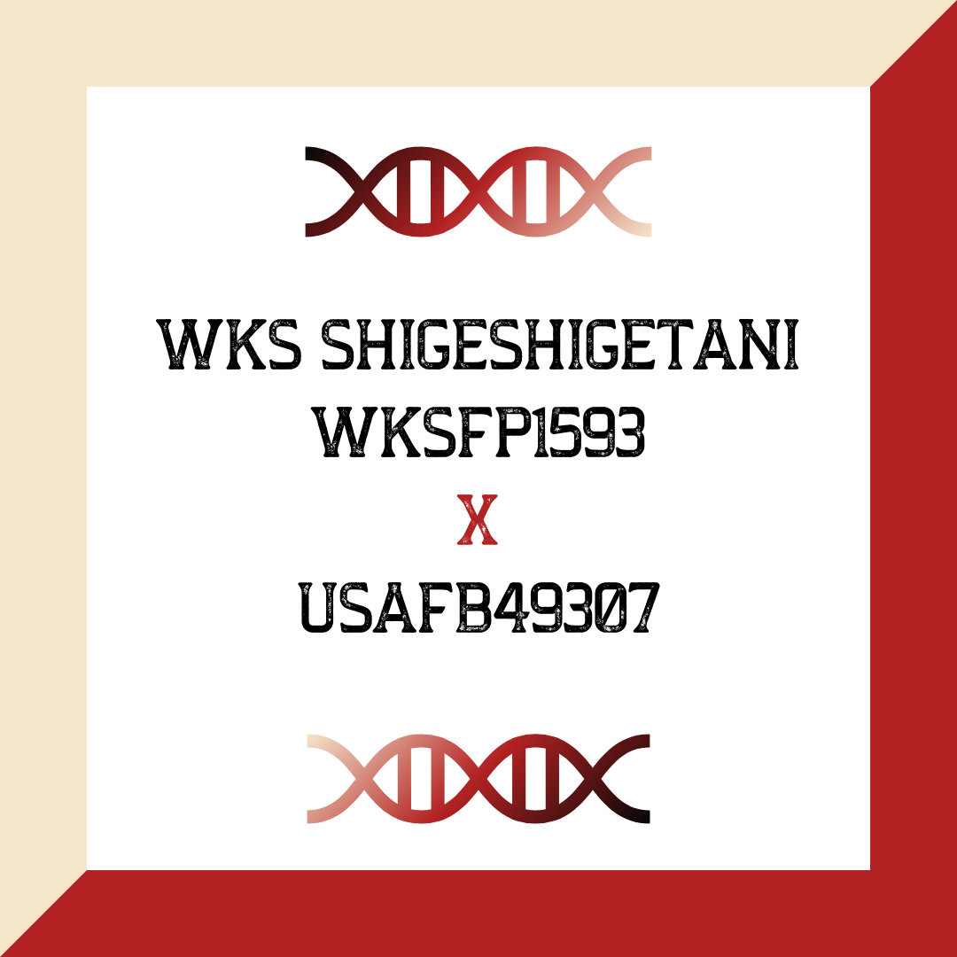 WKS Shigeshigetani WKSFP1593 X USAFB49307