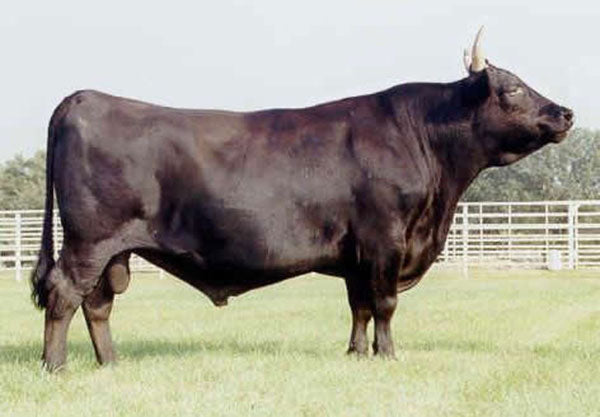 HIRASHIGETAYASU J2351 (001) IMJFAJ2351 X USAFB39092 (Heifer Sexed) (Grade 1 IVF)