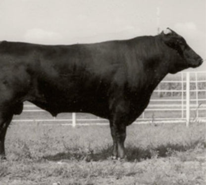 ITOSHIGENAMI  IMUFQTF148 X USAFB27561 (Heifer Sexed) (Grade 1 IVF)